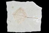 Fossil Leaf (Populus)- Green River Formation, Utah #110398-1